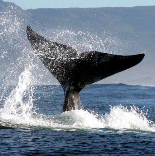 Southern Right Charters
BOAT BASED WHALE WATCHING IN HERMANUS,SOUTH AFRICA
Capital of the Cape Whale Coast. #Whale #WhaleWatching