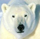 61_eduardo's profile picture. Dios, Familia y Patria, no transo esos tesoros, Maestro de artes ancestrales💚