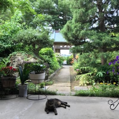 【築150年以上・江戸時代の古民家での保護猫たちとの暮らし✨】Cats living in a traditional Japanese house. 全員保護猫🍀黒猫(ゴロ助)＆キジトラ(トラコ＆ムー) ／RT感謝💓無断転載NG🙅‍♀️長い動画はYouTube「古民家ねこまみれ」で公開中🥰↓↓↓