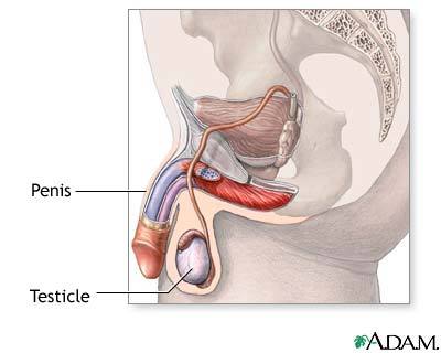 The best premature ejaculation solutions articles and ways to prevent premature ejaculation