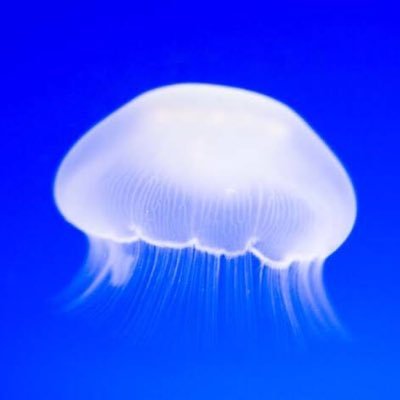 くらげ (@fuyofuyooyogu) / Posts / X