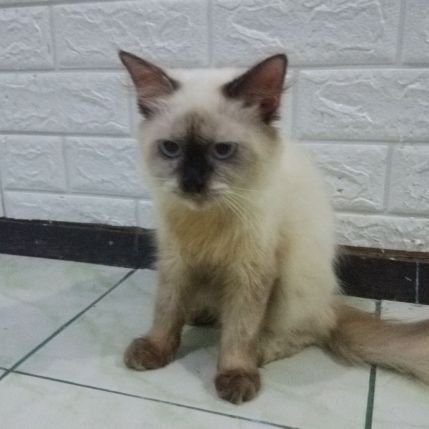 kattieiscat's profile picture.