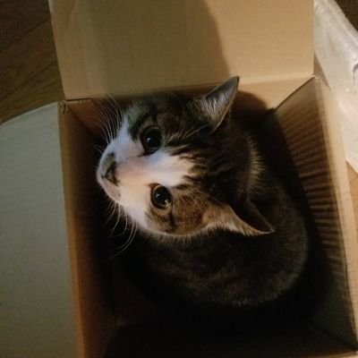 紫宛さんのプロフィール画像