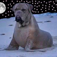 marcoza97119080's profile picture. No