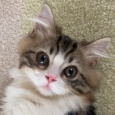 もふすけさんのプロフィール画像