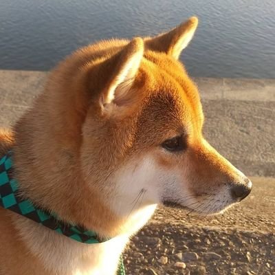 柴犬たわしの日常　5歳 2019年生まれ　
たわし太郎と申しまス
中の人はたわしのかーちゃんです。

#柴犬
#しばいぬ
#shibainu
#柴犬好きさんと繋がりたい
#柴犬友達募集

画像動画無断転載禁止🈲