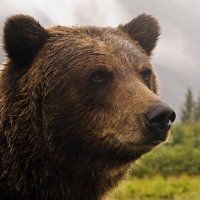 激渋ベアー (@gekisibubear) 's Twitter Profile