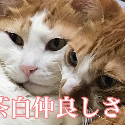 保護猫3匹飼ってます✨フェイタン5歳 クロロ5歳、シャルナーク2歳です😊 毎日猫に癒されてます💖YouTube配信してます。よろしくお願い申し上げます🙇‍♀️