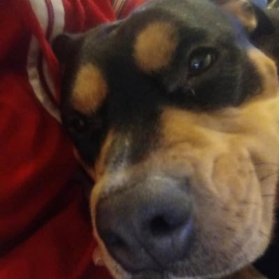 JeanmarieBodin2's profile picture. 😃🥰J’aime les chiens surtout mon Bob 😀😀