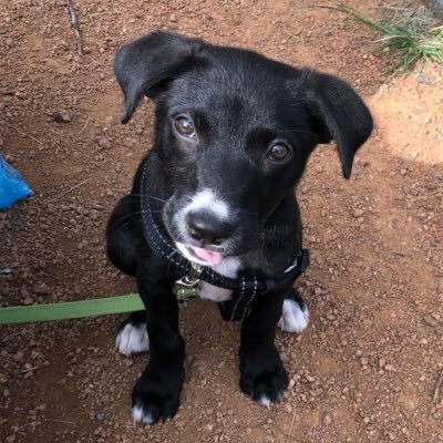 awisefrog's profile picture. 