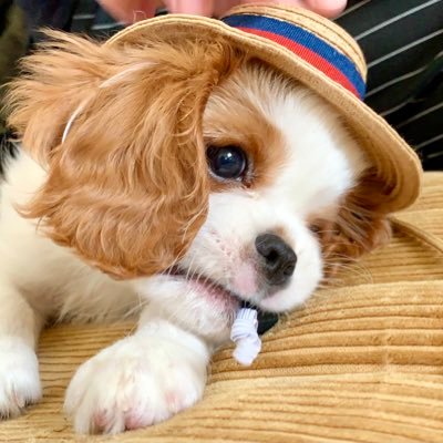 キャバリアらむりん🐶 2021年3月13日生まれの小柄な自由気ままガール✌︎インスタがリアルタイムな最新らむです☺︎Instagram🐏lamb_cavalier 気軽にフォローしてください🤍無言フォロー大歓迎です♬ らむの胴体兄弟に出会いたい🥺