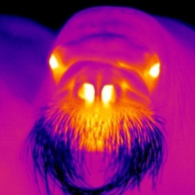 Life is all about thermoregulation, the way people, plants and animals juggle their core temperature to stay in their comfortzone. Infrared makes it visable!