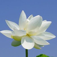 toko (@natsuco_fsty20) 's Twitter Profile Photo