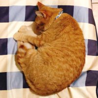 Bobbie The Ginger Cat(@ginger_bobbie) 's Twitter Profile Photo