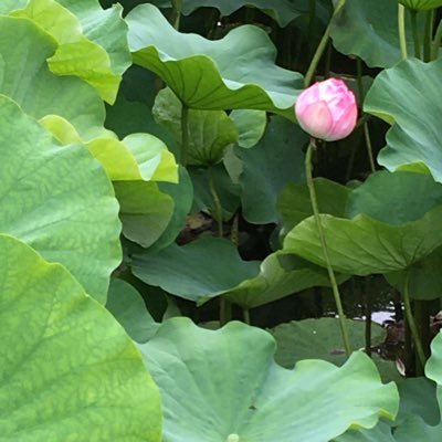 amanoさんのプロフィール画像