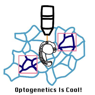 We use live confocal imaging and optogenetics to investigate mechanics and cell polarity during epithelial organ morphogenesis