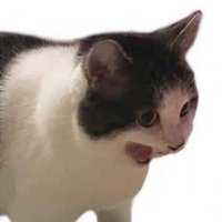 🆗🖥 (@xurbiaxendless) 's Twitter Profile Photo