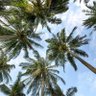 ZMSAAA11's profile picture. 🌴المؤمن كالنخلة 🌴 ( كله ُخير ) إيمانه ،أقواله ،أفعاله ،حركاته ، سكناته، ثباته، رسوخه، يستمر عطاؤه حتى في أصعب الأحوال ، ياربّي سخّرنا للخير وسخّر الخير لنا🤲