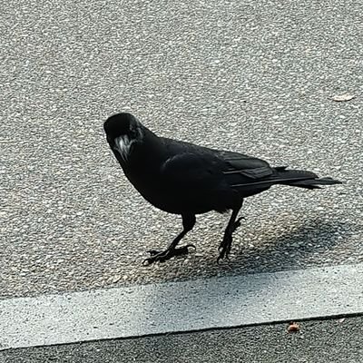 倉橋ユウス 1 8日新刊 発売 Kurahashiyouth Twitter