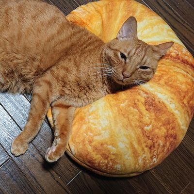 猫7匹 😽
コジロウ(茶とら)、ウメコ(白キジ)、マツコ(キジ白)、ヨシロウ(キジとら)、キリコ(錆)、コゴロウ(キジとら)、ムサシ(鯖とら)、
犬1匹 🐕️
さぶろう(柴犬)
メダカ達🐟️
楽しい家族達とにぎやかに暮らしております。😸🐶🐟️
※⚠️DM返信しません。✉️❌