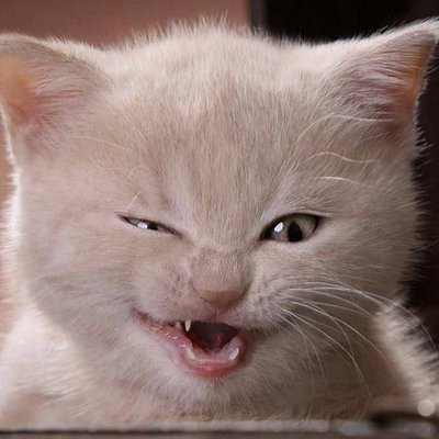The Smiling Catassin Profile