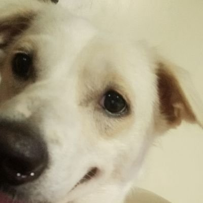 leonguerero11's profile picture. 