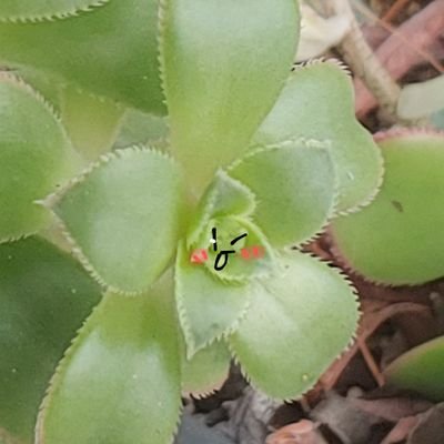 pancake_ovo_'s profile picture. 어린 다육식물입니다~                                                
【부계 & 오너케 올라옵니다 거르실분 거르세요】            
본계는 메인트에 언급했습니다 한번씩 봐주세요!