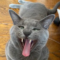 KAZU 先輩📷🌮 ◼️💍GLAY💙と共に😍 (@peaceov) 's Twitter Profile Photo