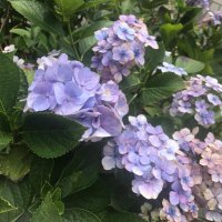 つ (@tugihagitugiha) 's Twitter Profile