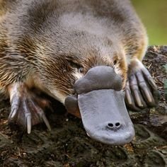 DeFiConnoisseur's profile picture. The dog has a hat and the cat is a motherfucking shark | No tweets are financial advice and please do your own research