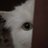 ladyca_t's profile image