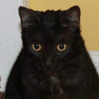 Black Catbath(@CrusherSys) 's Twitter Profile Photo
