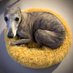 whippet (@Whippetonfloor) Twitter profile photo