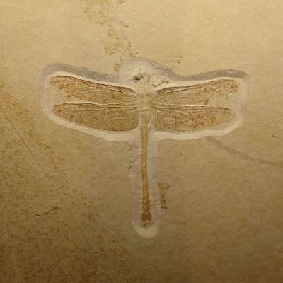 Twitter account for the ESA Paleoecology section.