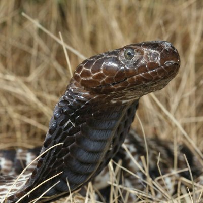 I'm an African Zebra Cobra back from being out on the town in Raleigh, NC.