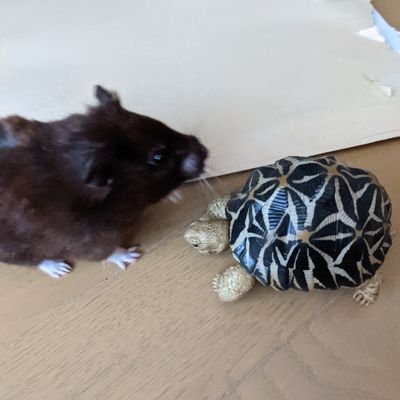 h47l4L8HYXSXXjb's profile picture. かめ🐢とハムスター🐹大好きです❤️鬼滅の刃やガチャ、まりも、観葉植物🌱多肉植物🪴サボテン🌵サスケ、SIAM SHADE、ラルメールも大好きです。亀🐢ハムスター🐹鬼滅の刃、まりも、観葉植物🌱多肉植物🪴サボテン🌵サスケ🎤🎸SIAM SHAD🥁ラルメール💧好きとつながりたいです😊
