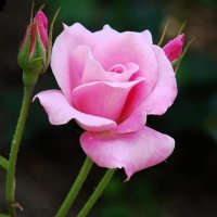 Debbie Chesal (@chesaldebbie) 's Twitter Profile
