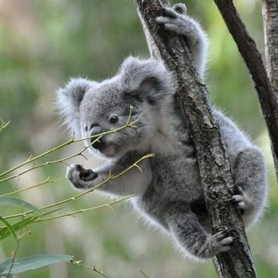 Koala lover