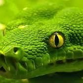 LIGA REPTIL OFICIAL (@whammerteamofi) 's Twitter Profile Photo
