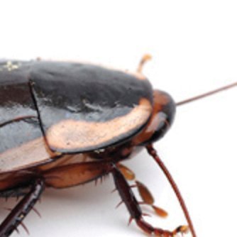 Cockroach King | Insect Resister against GOP Tyranny | #VoteBlueIn2022