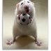 The Football Gerbil (@gerbyfootball) Twitter profile photo The Football Gerbil (@gerbyfootball) Twitter profile photo