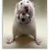 The Football Gerbil (@GerbyFootball) Twitter profile photo