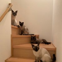 いっきさん (@itimarugin0910) 's Twitter Profile
