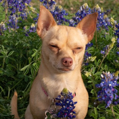 Chihuahua royalty.  Her ladyship, Princess Tegan. Lives with 4 ferrets, a cockatiel and an evil cat named Moose.