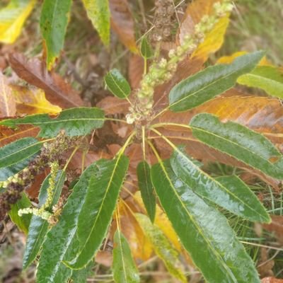 Amo la naturaleza y deploro la injusticia.
Todo lo que sea conservar la naturaleza, es progresar. Miguel Delibes