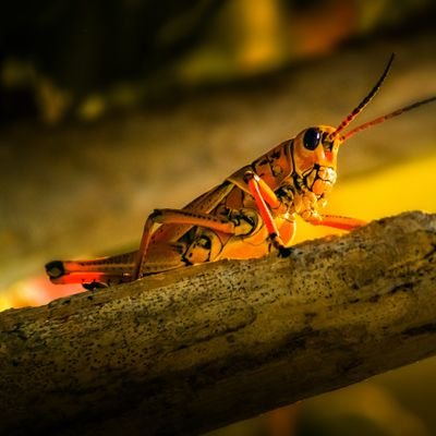 Vio91921140's profile picture. Alles über Grashuepfer Kommunikation