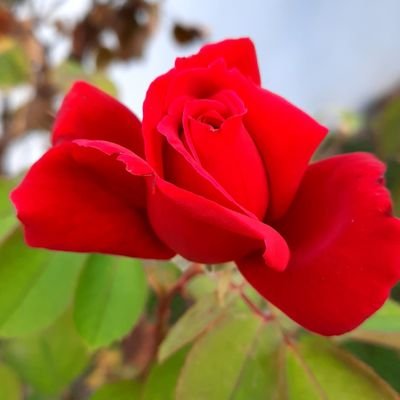 Act_twilitzar's profile picture. Writer at heart