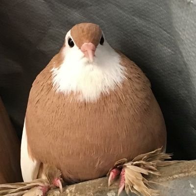 PHAT_BORB's profile picture. Just a borb