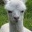 alpacasaysthat's profile image