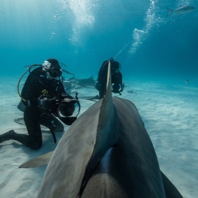 Marine Biologist & Wildlife Filmmaker @discovery @natgeo PhD Student at URI GSO McMahon Lab